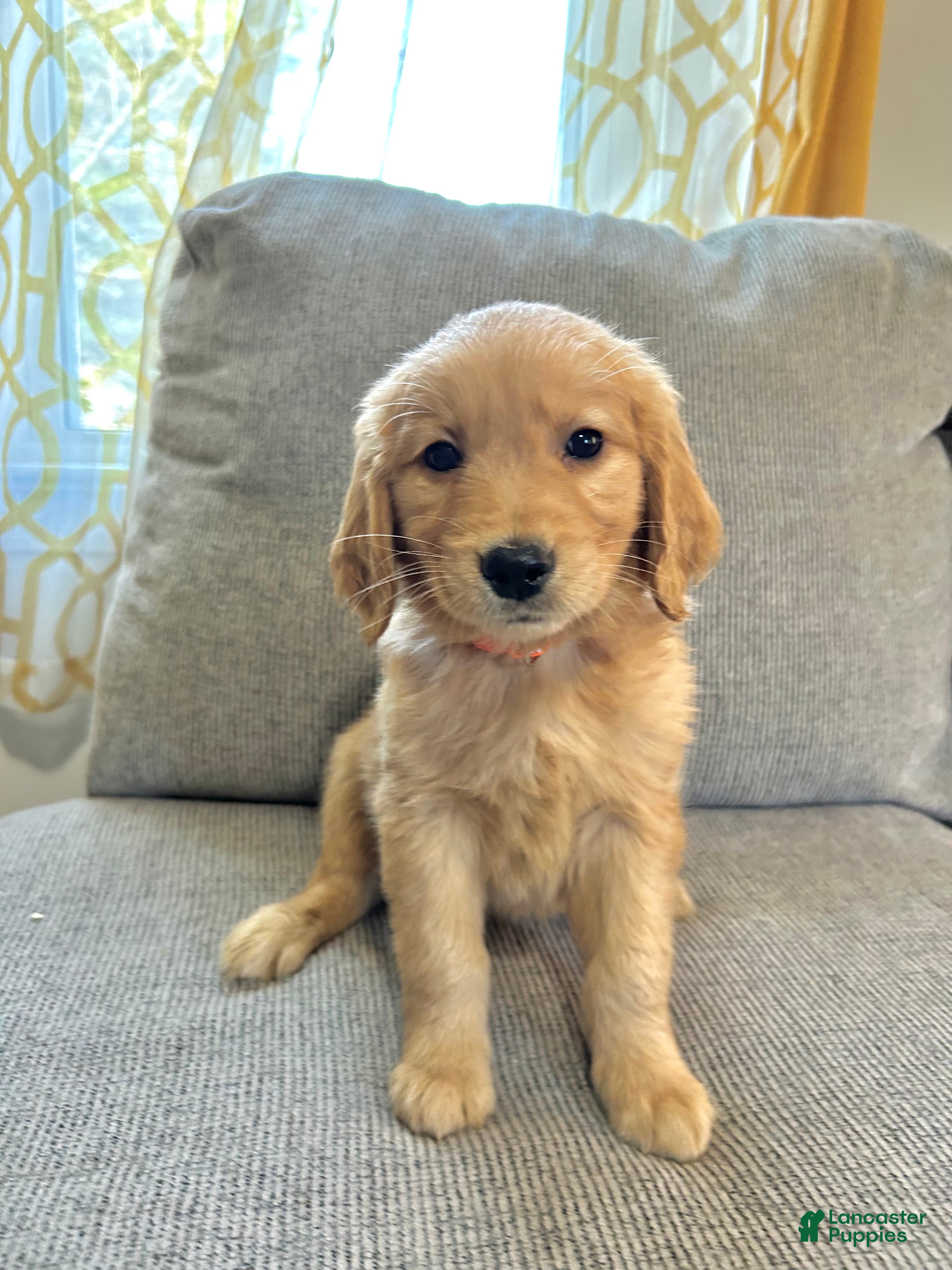 Golden Retriever dogs Cooper - Ad 2