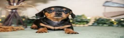 Miniature Dachshund dogs for sale: Summer - Ad 3