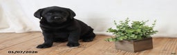 Labrador Retriever dogs for sale: Pumpkin - Ad 7