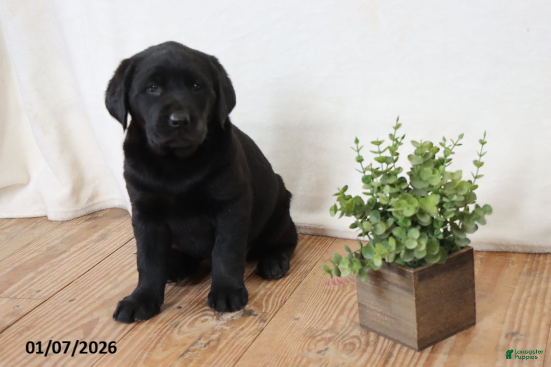 Labrador Retriever dogs for sale: Pumpkin - Ad 7