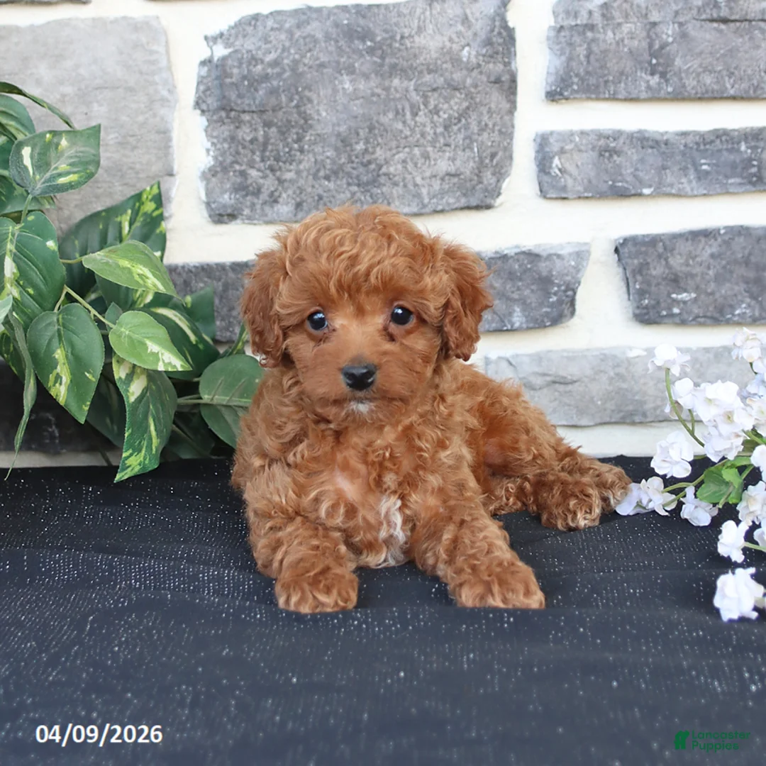 Cavapoo dogs for sale: Lilly - Ad 2