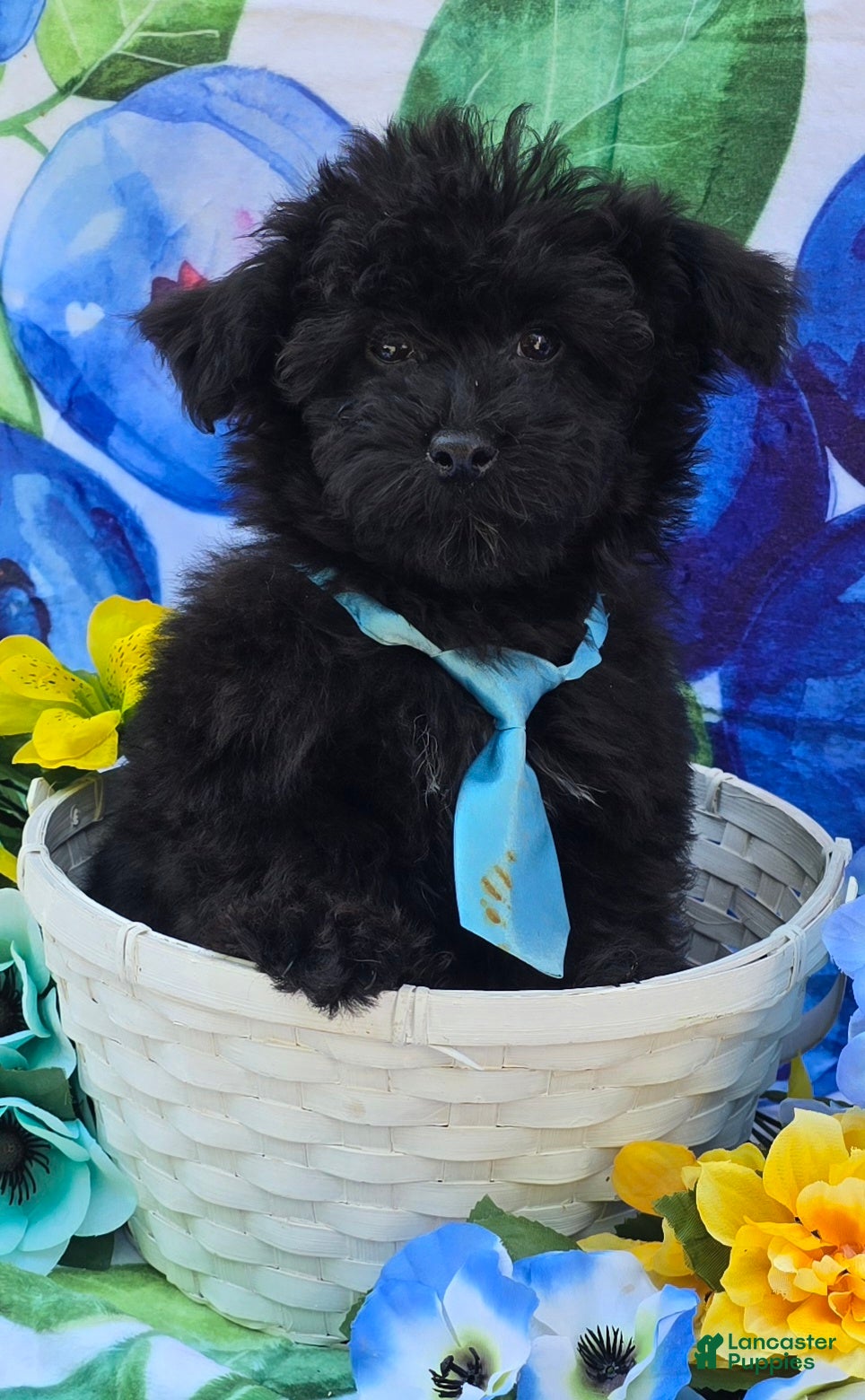 Mixed Breed dogs Noodle Morkipoo  - Ad 1