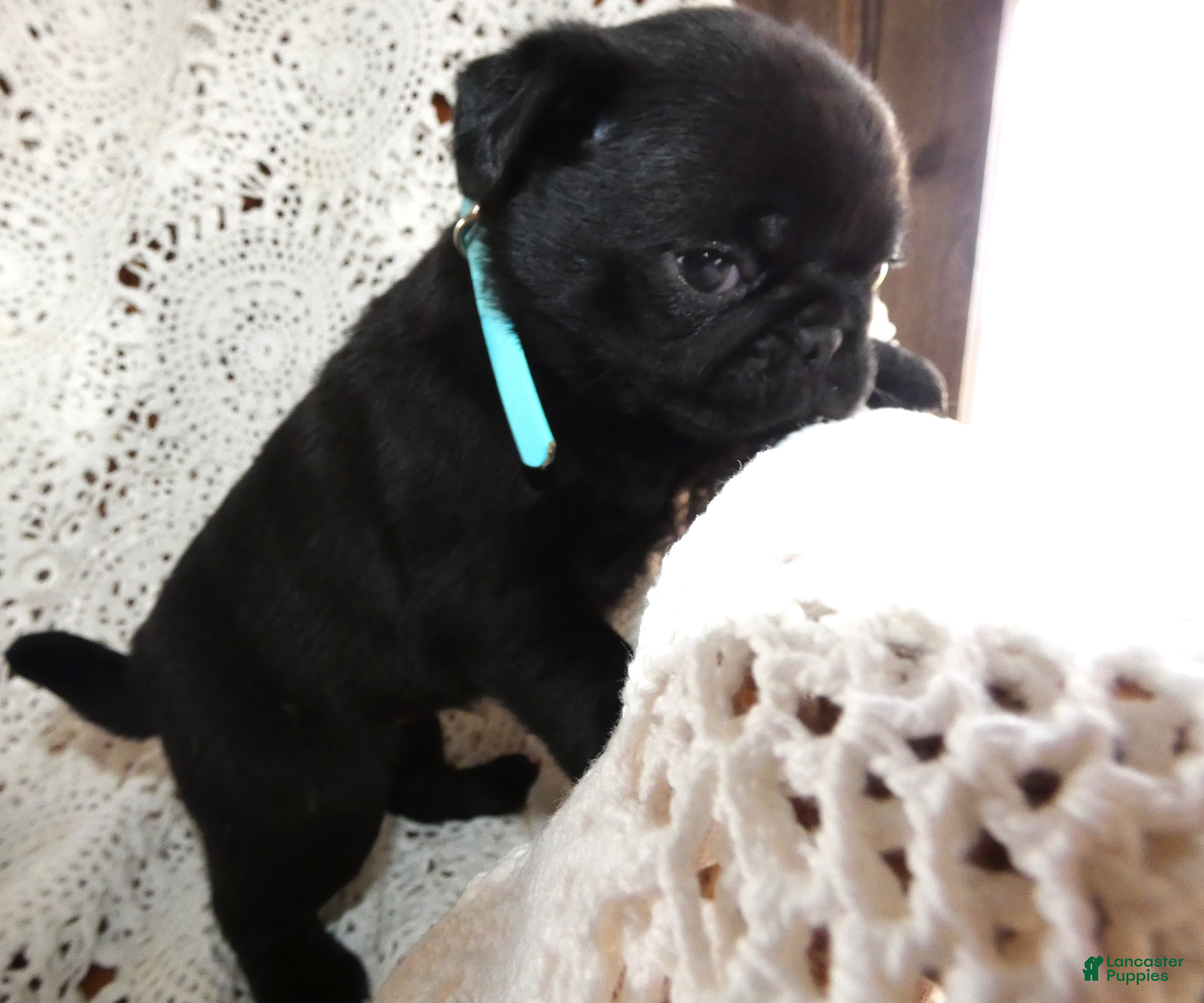 Pug dogs Pug Puppy 3 Mason - Ad 42