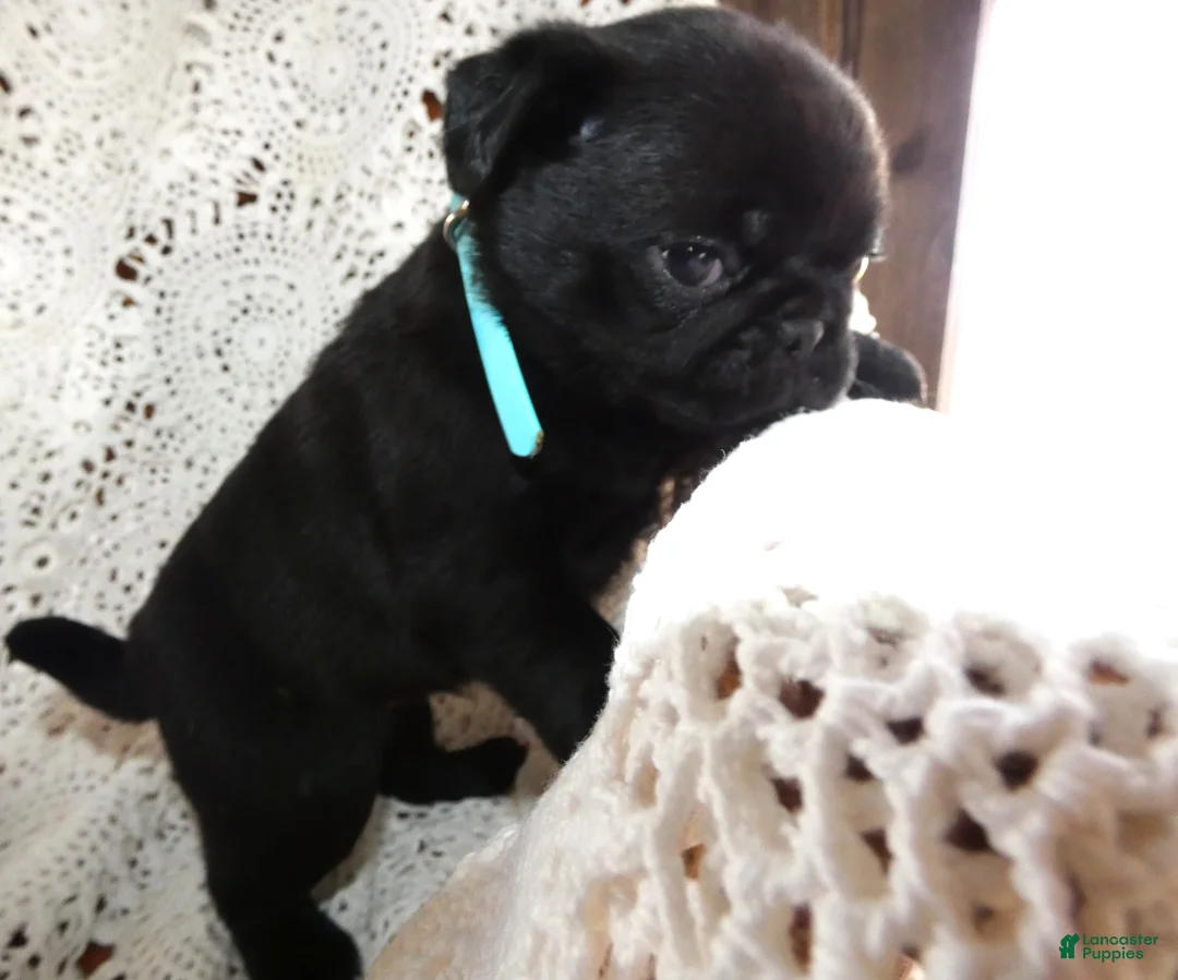 Pug dogs for sale: Pug Puppy 3 Mason - Ad 2
