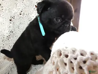 Pug dogs Pug Puppy 3 Mason - Ad 42