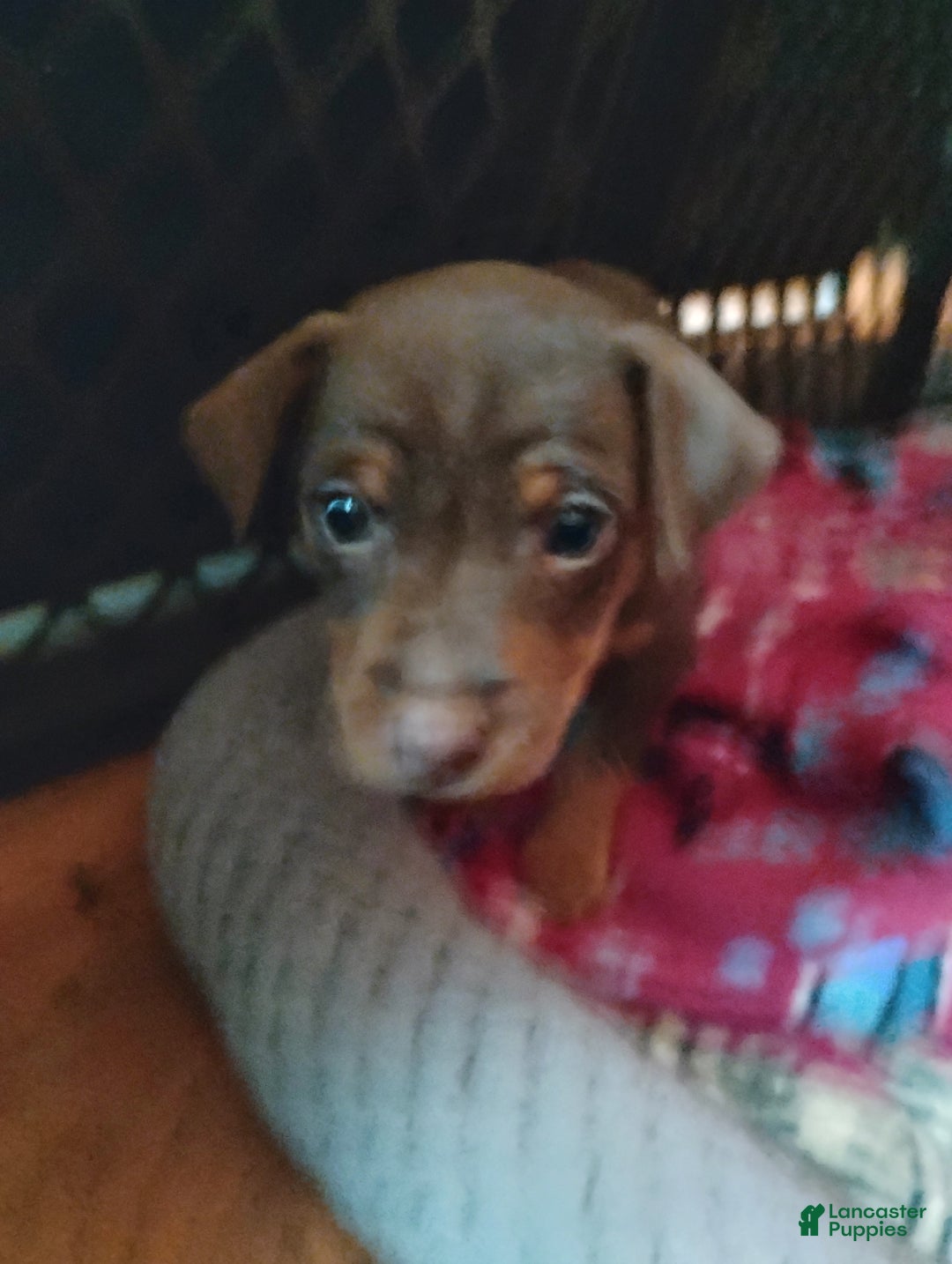 Miniature Pinscher dogs for sale: Ralph - Ad 7