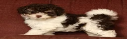 Havapoo dogs for sale: Bella - Ad 3