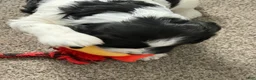 Mixed Breed dogs for sale: Mixed Breed 1 - Ad 3
