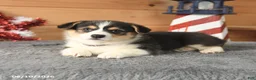 Welsh Corgi Pembroke dogs for sale: Benjamin Franklin - Ad 3
