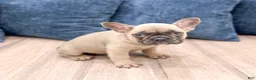 French Bulldog dogs for sale: Duke - Ad 4