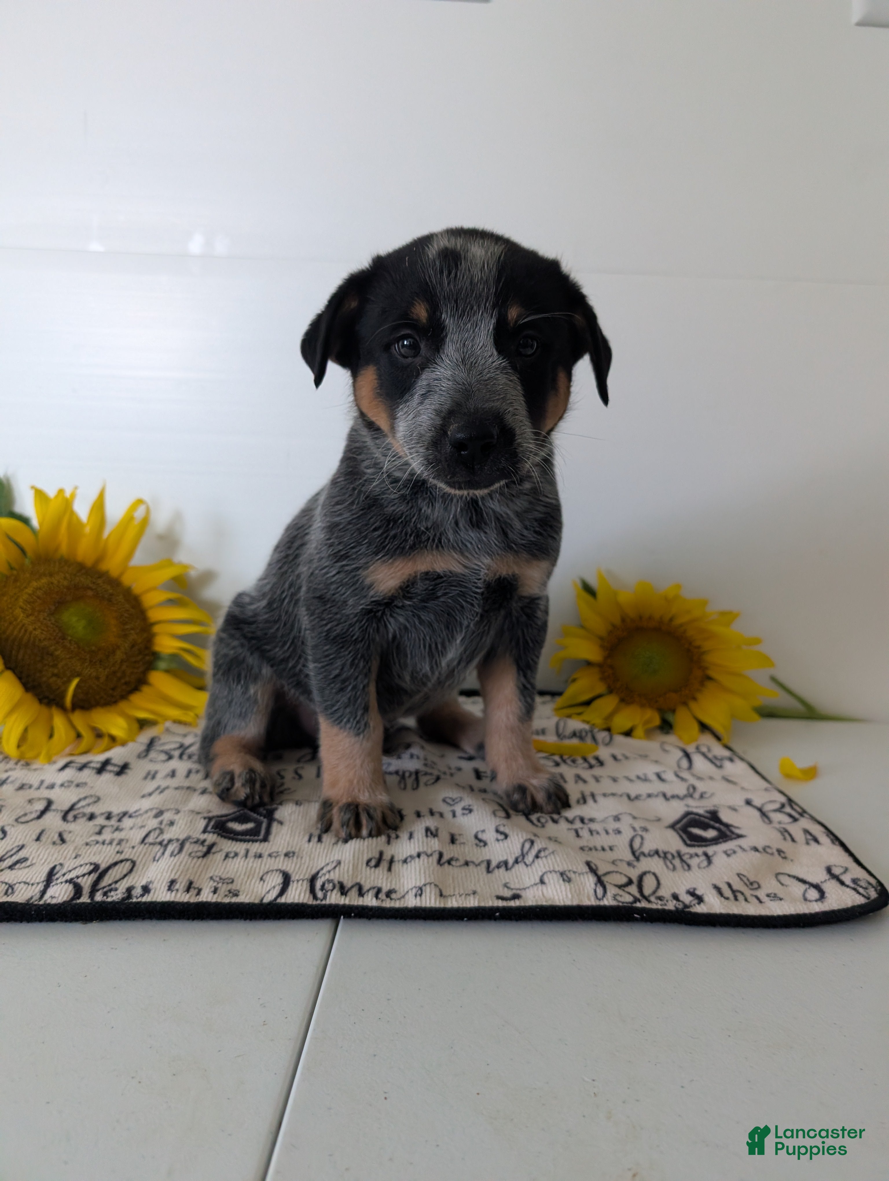 Australian Cattle Dog dogs Ranger  - Ad 2