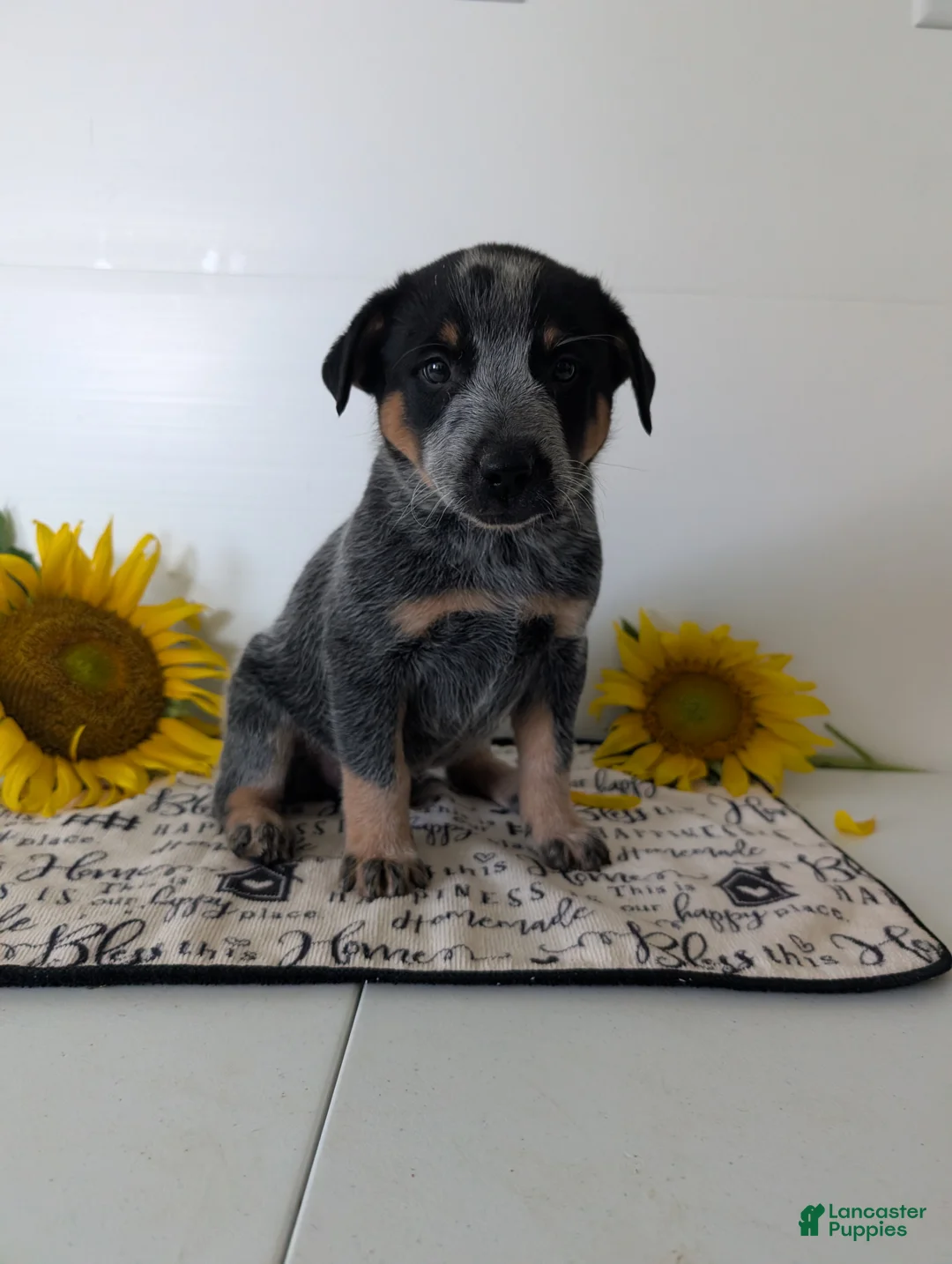 Australian Cattle Dog dogs for sale: Ranger  - Ad 2