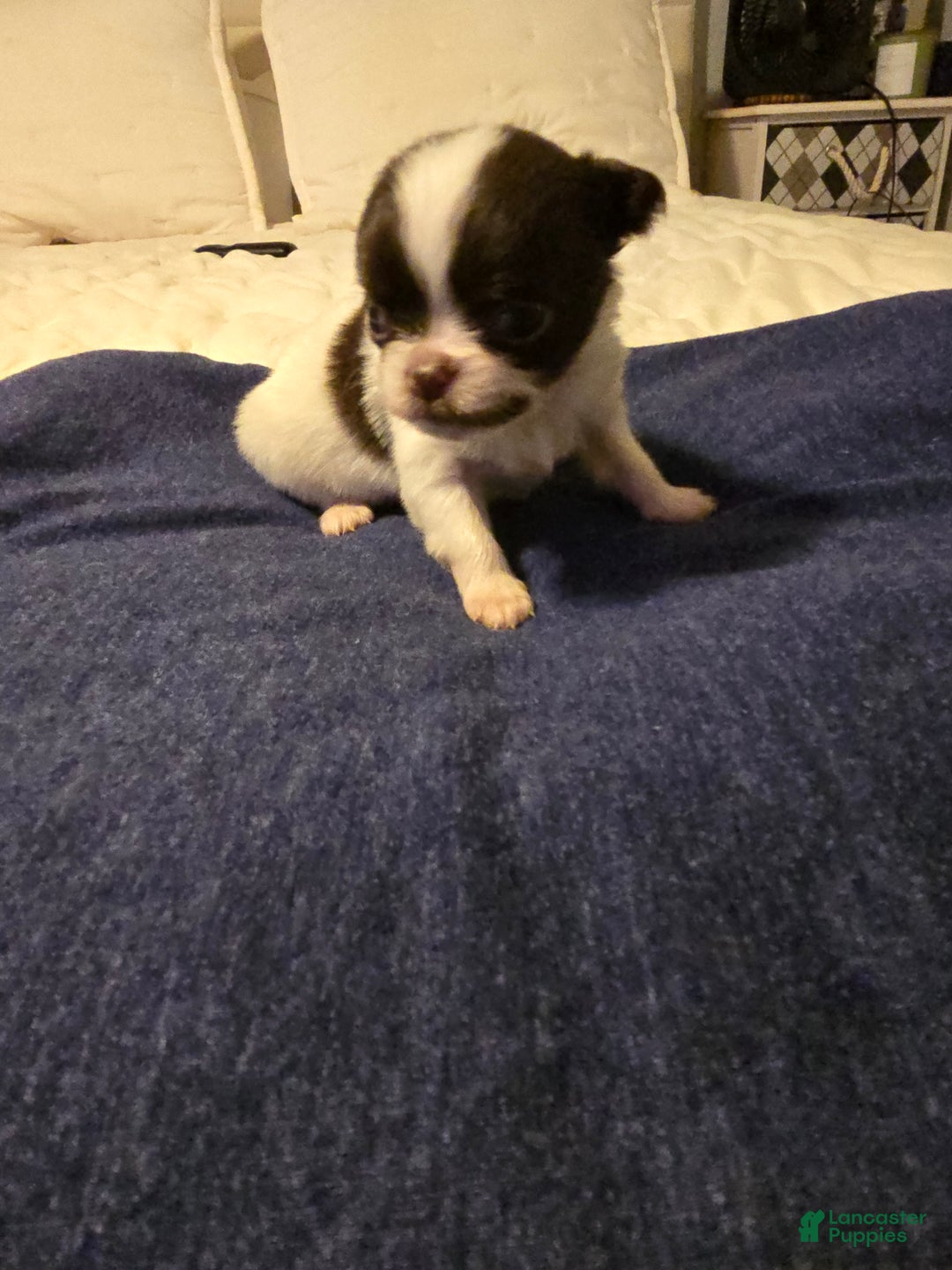 Chihuahua dogs for sale: Barney - Ad 6