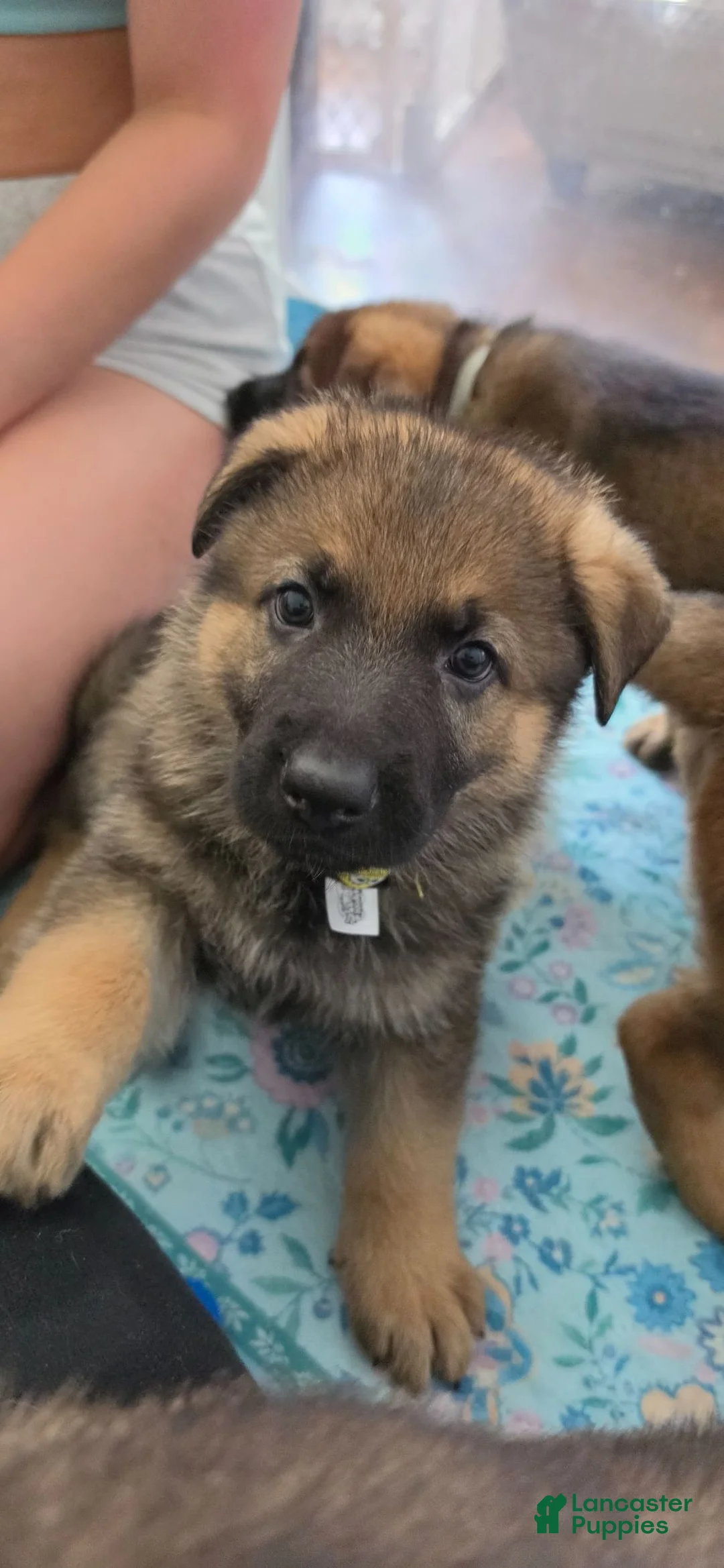 German Shepherd dogs for sale: Max - Ad 2