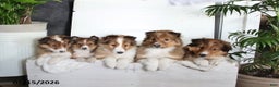 Shetland Sheepdog dogs for sale: Camden - Ad 2