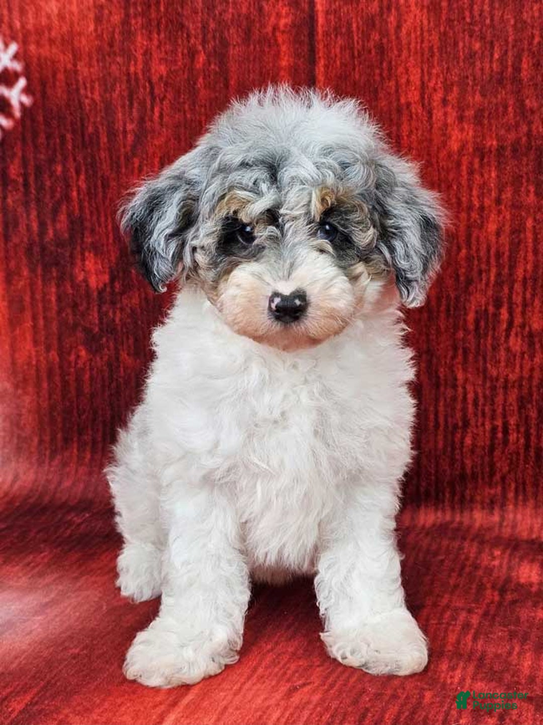 Miniature Poodle dogs for sale: Crosby - Ad 1
