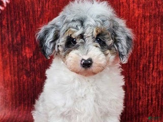Miniature Poodle dogs Crosby - Ad 23