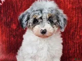Miniature Poodle dogs Crosby - Ad 2