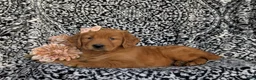 Golden Retriever dogs for sale: Macey - Ad 4