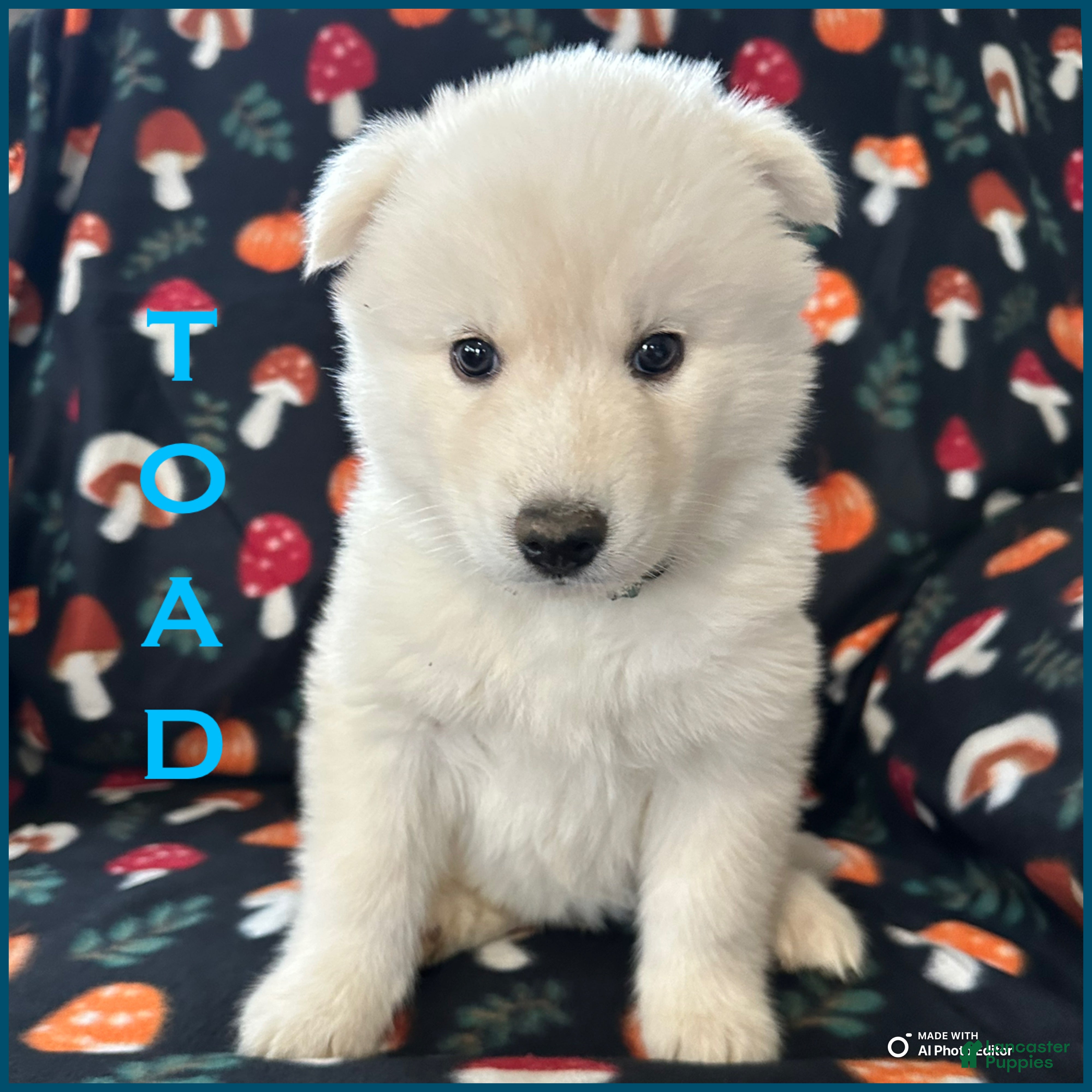 Siberian Husky dogs Toad - Ad 34