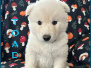 Siberian Husky dogs Toad - Ad 40