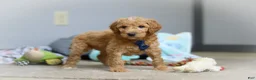 Standard Poodle dogs for sale: Dexter AKC - Ad 3