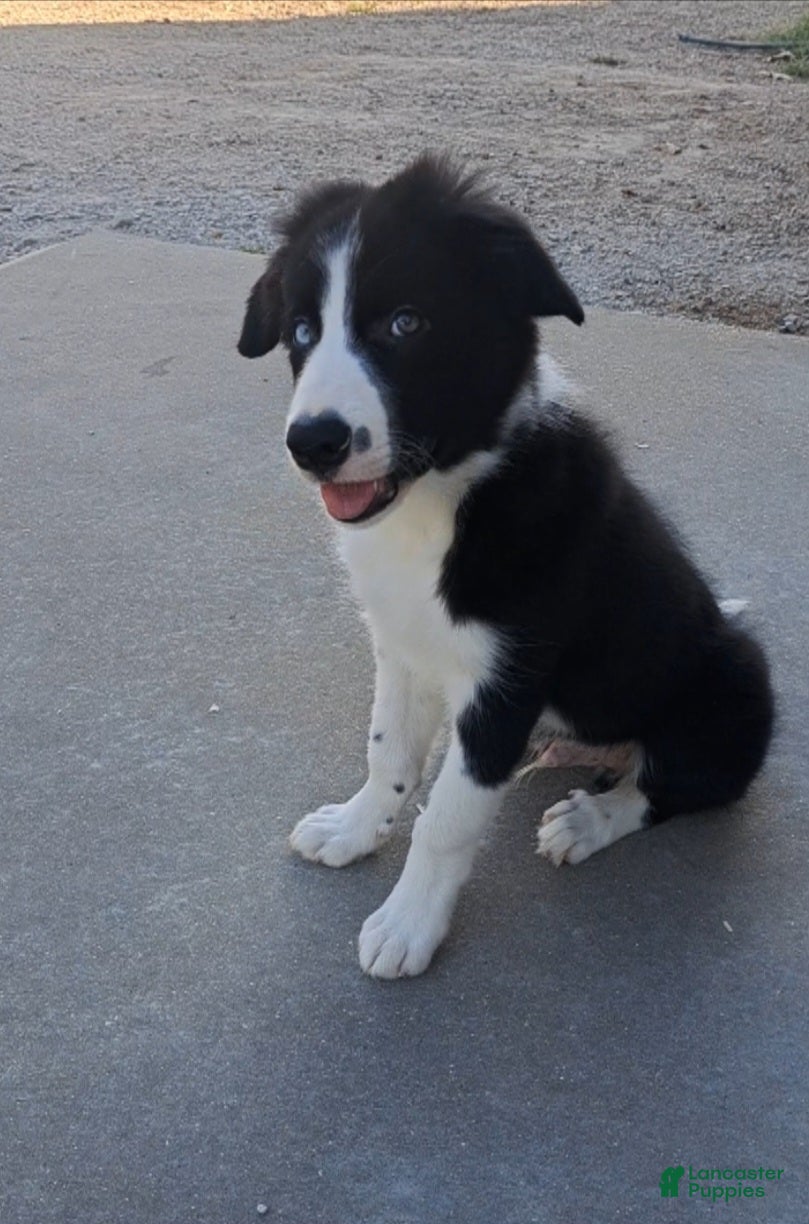 Border Collie