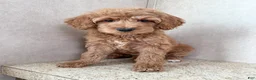 Goldendoodle dogs for sale: Juniper - Ad 4