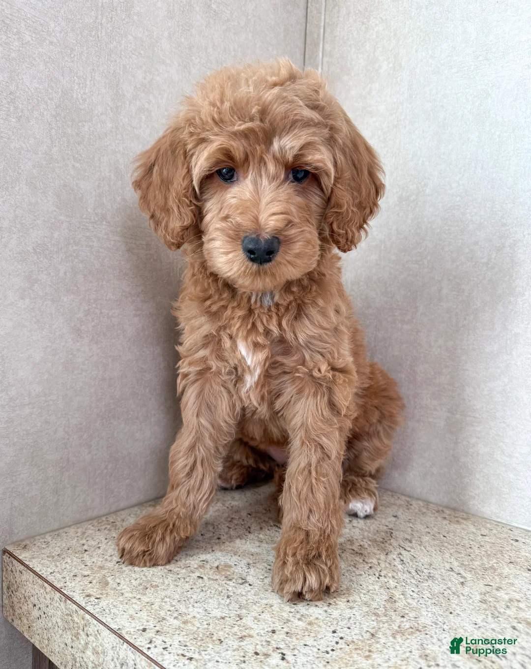 Goldendoodle dogs for sale: Juniper - Ad 4