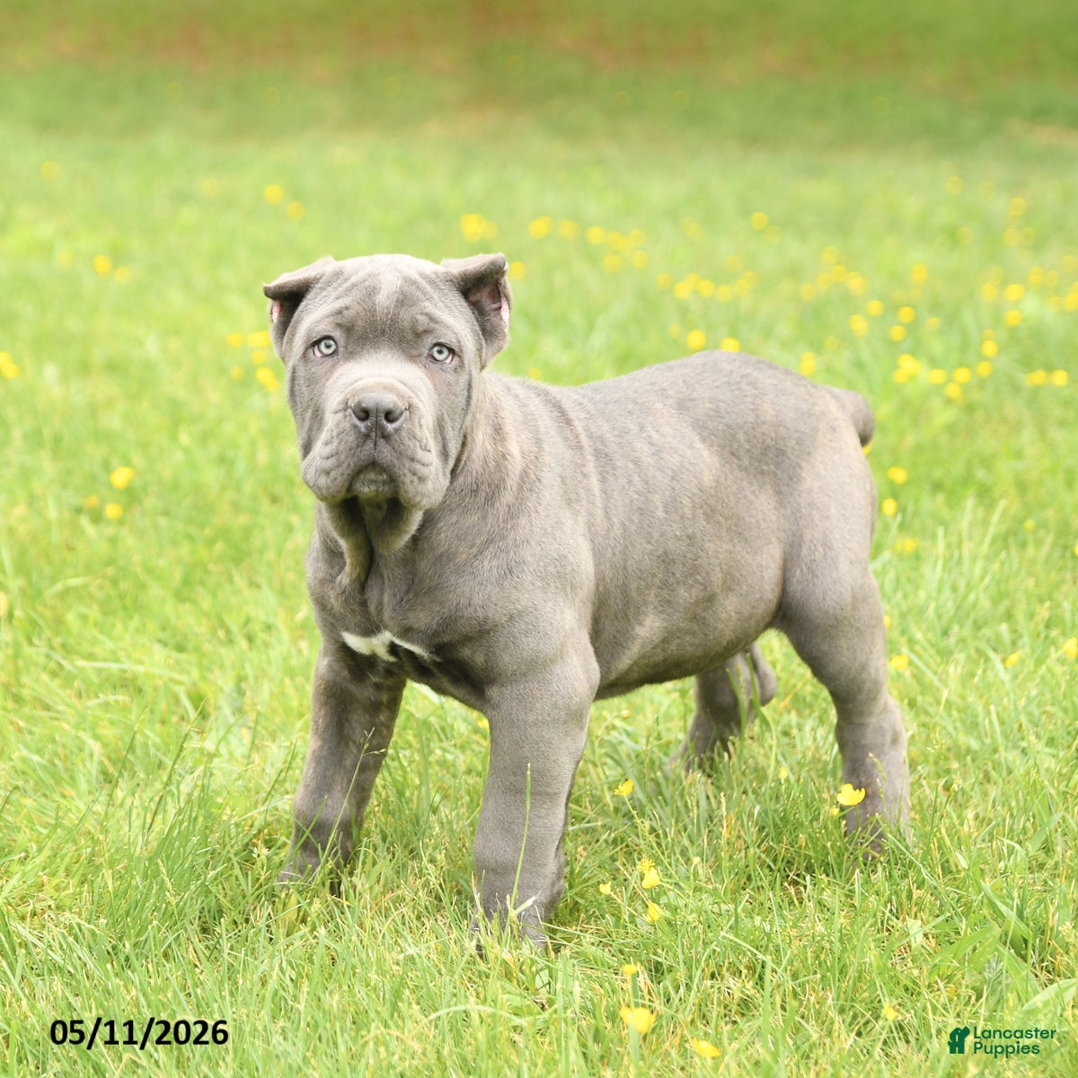 Cane Corso dogs Coral - Ad 2