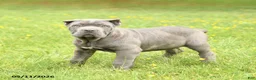 Cane Corso dogs for sale: Coral - Ad 4