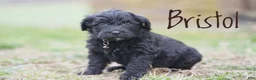 Portuguese Water Dog dogs for sale: Bristol - Ad 2