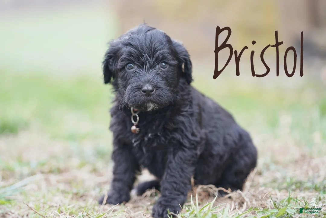 Portuguese Water Dog dogs for sale: Bristol - Ad 2