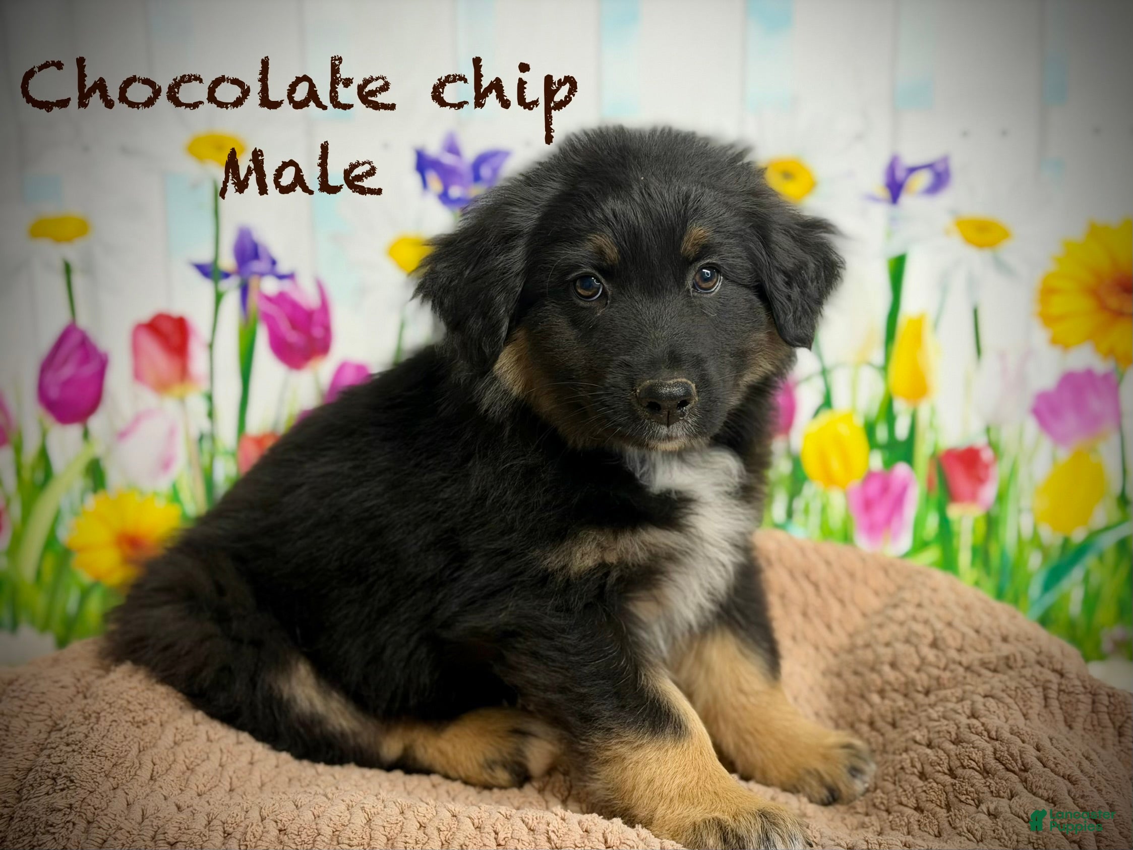 Australian Shepherd dogs Australian Shepherd chocolate chip  - Ad 1