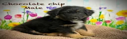 Australian Shepherd dogs for sale: Australian Shepherd chocolate chip  - Ad 3