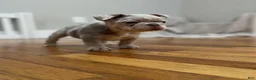 French Bulldog dogs for sale: PorkChop - Ad 5