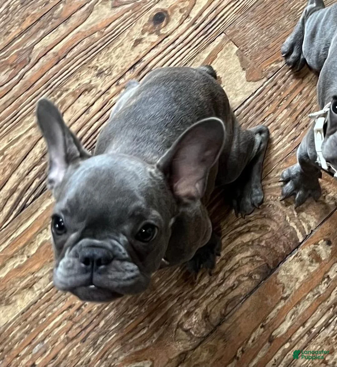 French Bulldog dogs for sale: Dulce - Ad 1