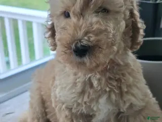 Goldendoodle dogs Teddy - Ad 26