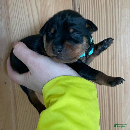 Miniature Pinscher dogs Porter - Ad 1