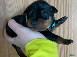 Miniature Pinscher dogs for sale: Porter - Ad 2