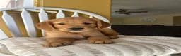 Golden Retriever dogs for sale: Golden Retriever Purple  - Ad 2