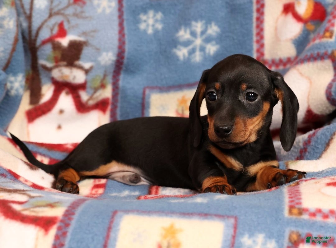 Miniature Dachshund dogs for sale: Harvey - Ad 7