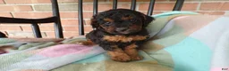 Cockapoo dogs for sale: Cassie - Ad 3