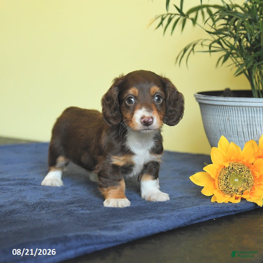 Miniature Dachshund dogs Mark  - Ad 1
