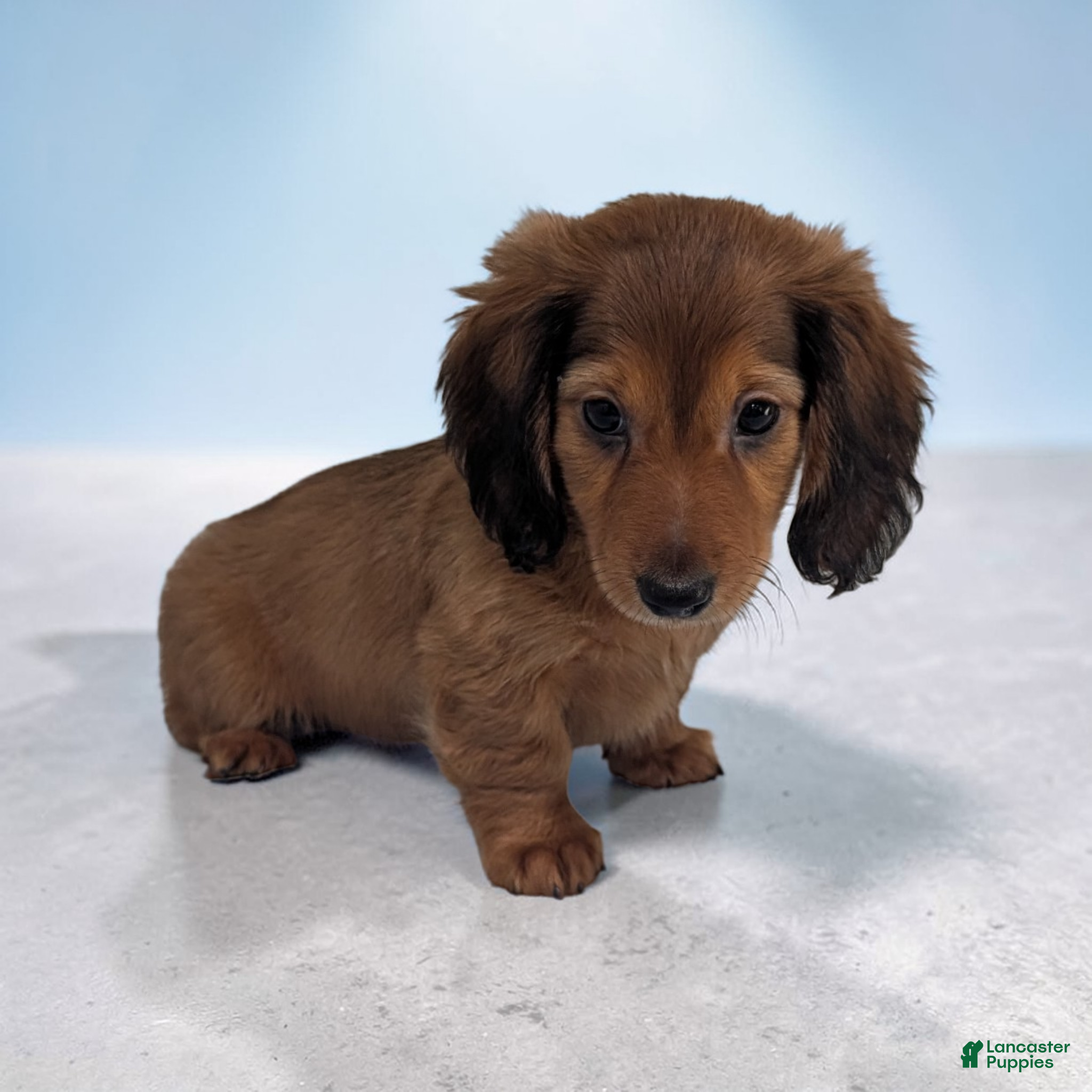 Miniature Dachshund dogs Silas - Ad 1