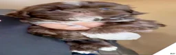 Shih Tzu dogs for sale: Ferrero (coco morsels) - Ad 10