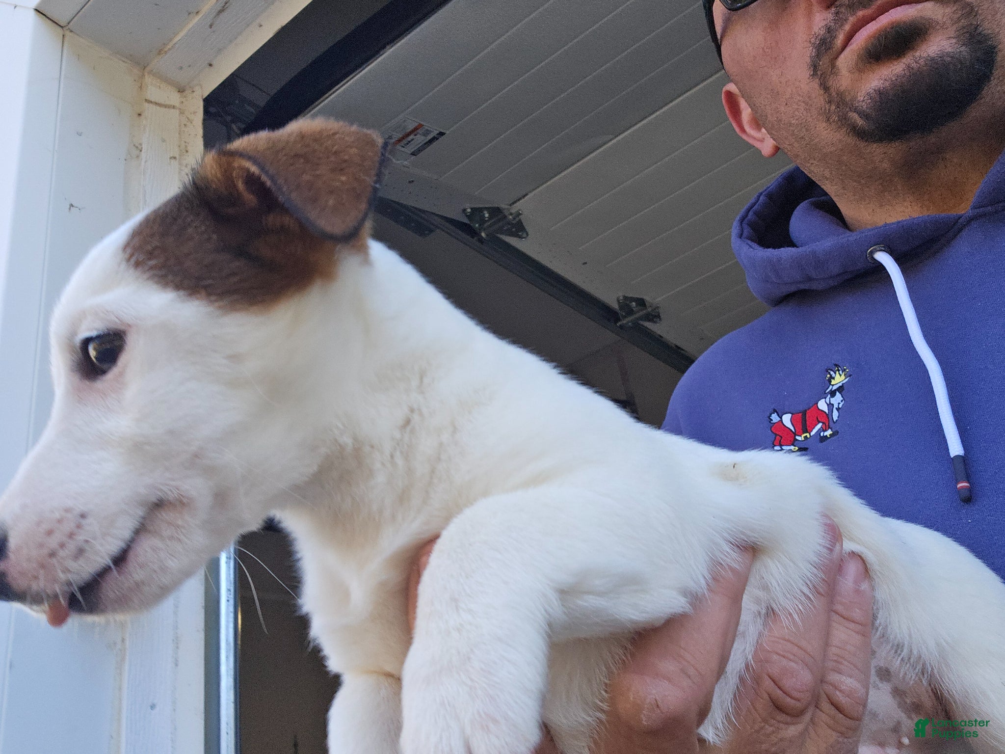 Jack Russell Terrier dogs Jack Russell Terrier Puppy 4 - Ad 1