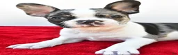 Frenchton dogs for sale: Bella  - Ad 4
