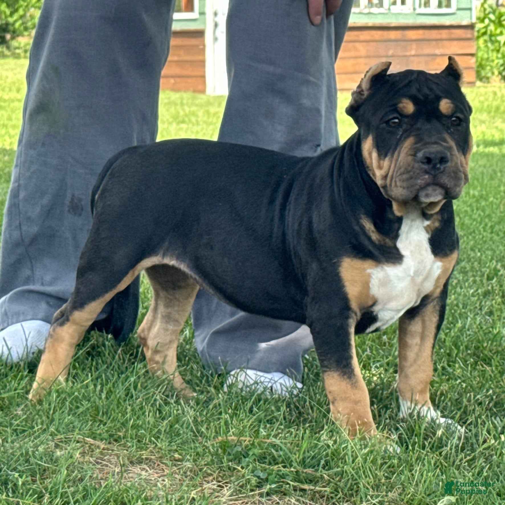 American Bully dogs Gia - Ad 2