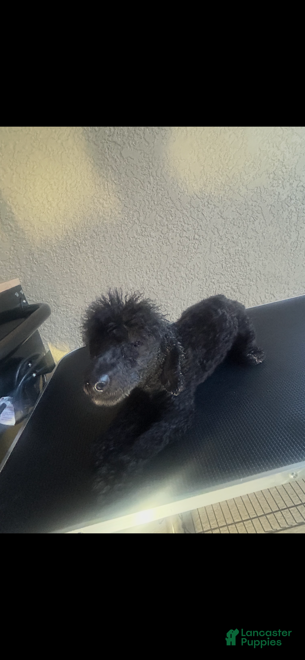 Bichpoo dogs Bichpoo Puppy 2 - Ad 1